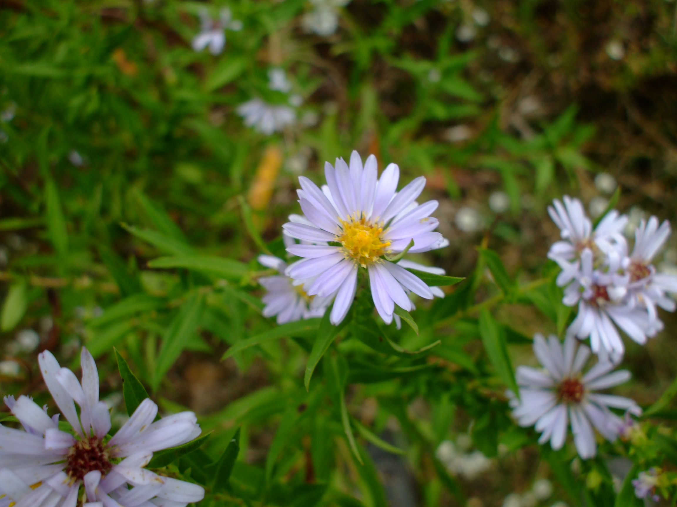Symphyotrichum praealtum